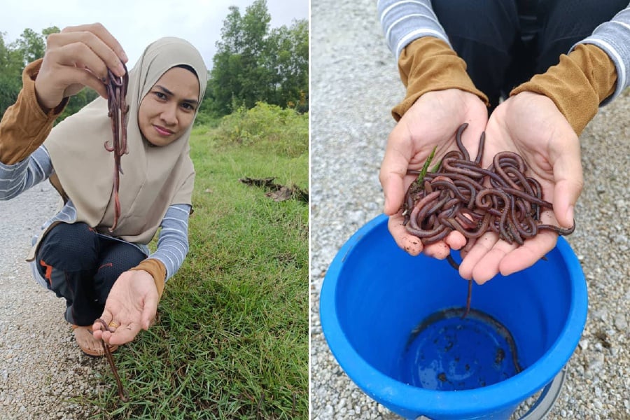 The appearance of worms on the soil surface is a biological response of these invertebrates to the environment during their migration to other areas and is a normal phenomenon. - Pic courtesy from Sakinah Zamri