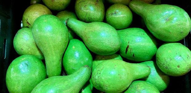 Avocado has promising future for rural farmers in Sabah