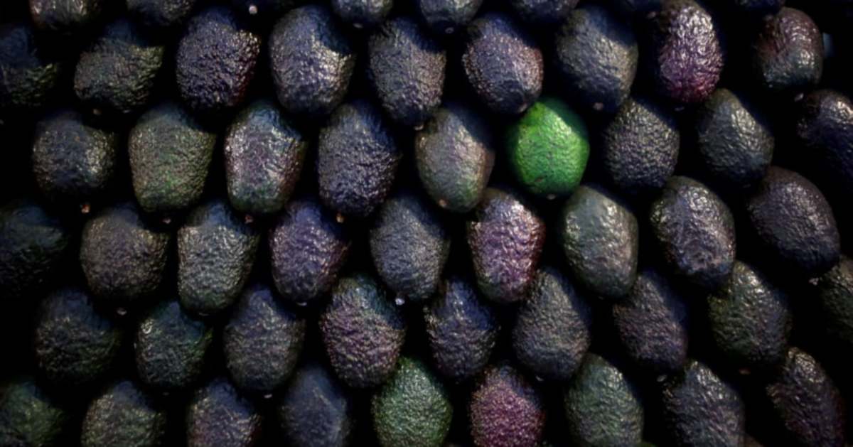 Route to Super Bowl dangerous for Mexico's avocado haulers | New ...