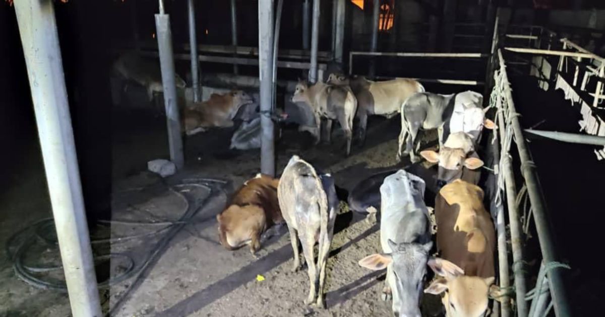 21 Smuggled Cattle Worth RM58,000 Seized Near Tumpat | New Straits Times