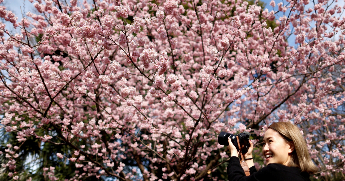 This Virtual Cherry Blossom Festival Performance Might Bring You To Tears