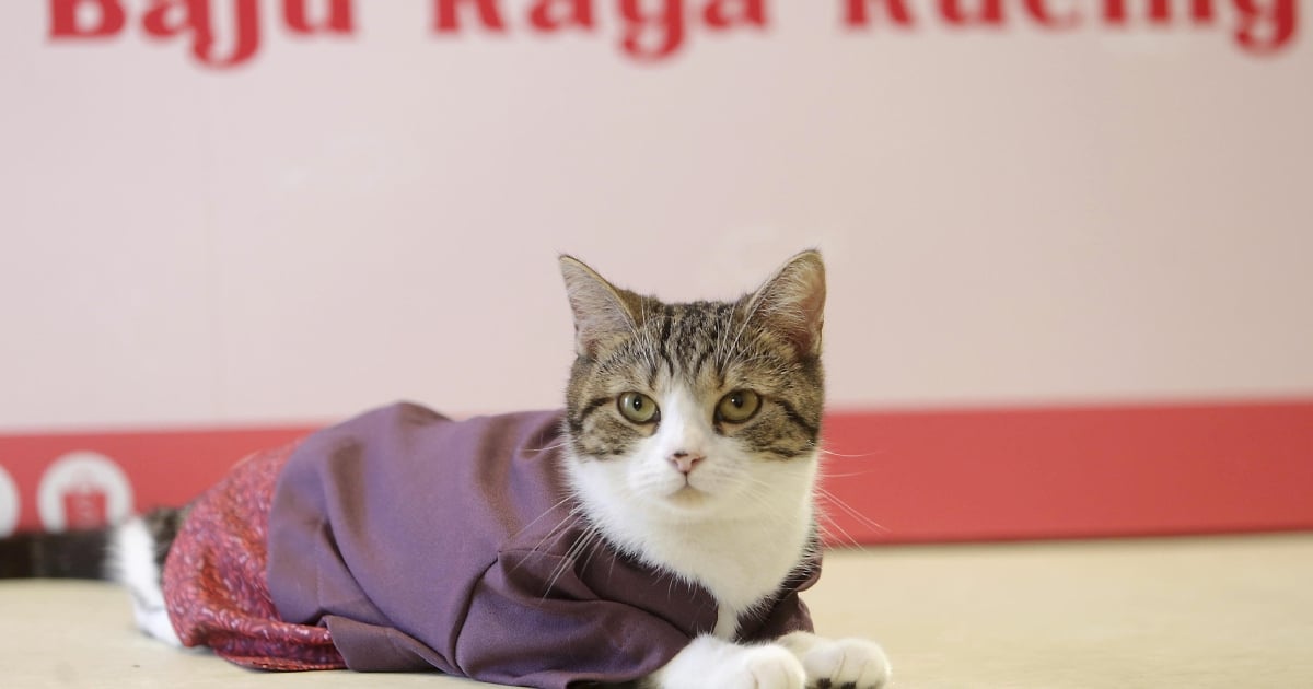 Matching sweaters for cats hotsell and owners