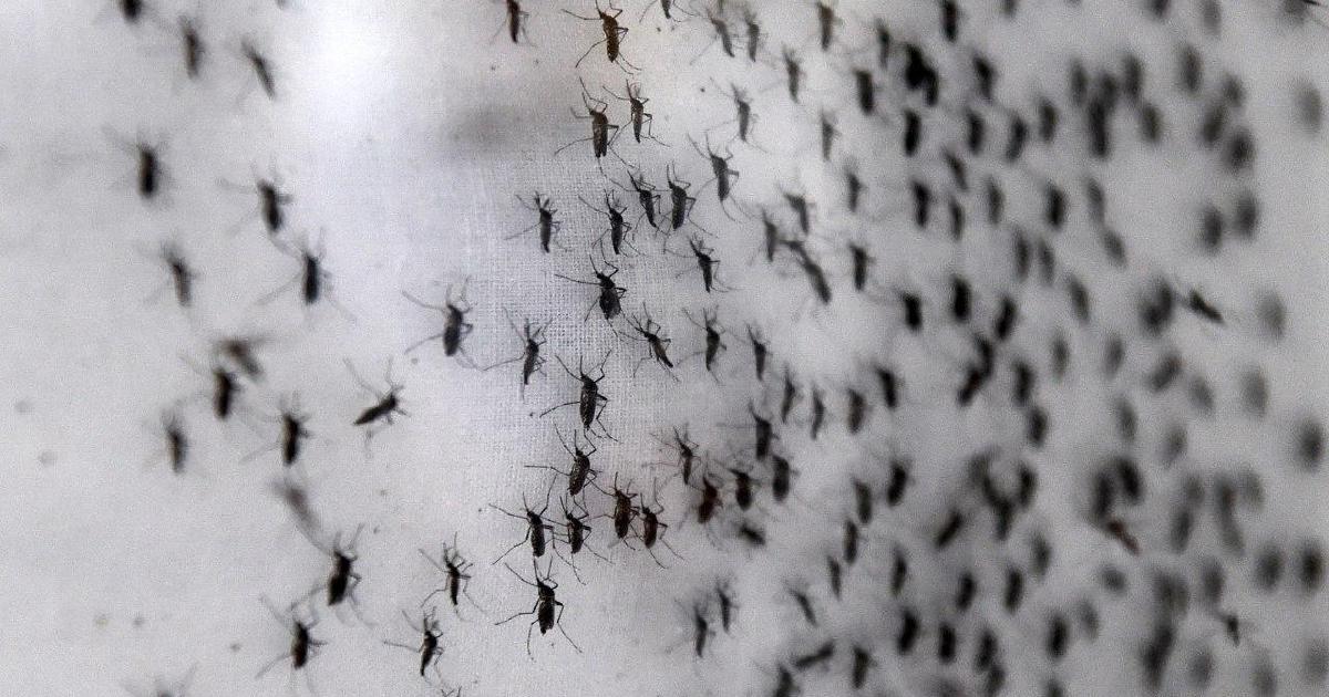 Covid-hit Singapore facing worst dengue outbreak in history | New ...