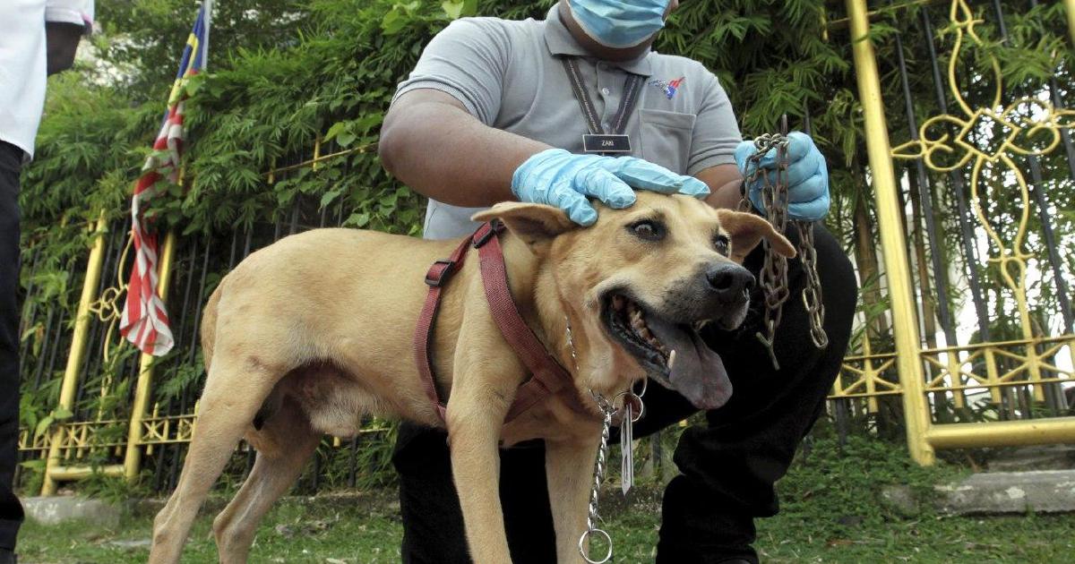 Penang Woman Slapped With Rm30k Fine For Mistreating Pet Dogs