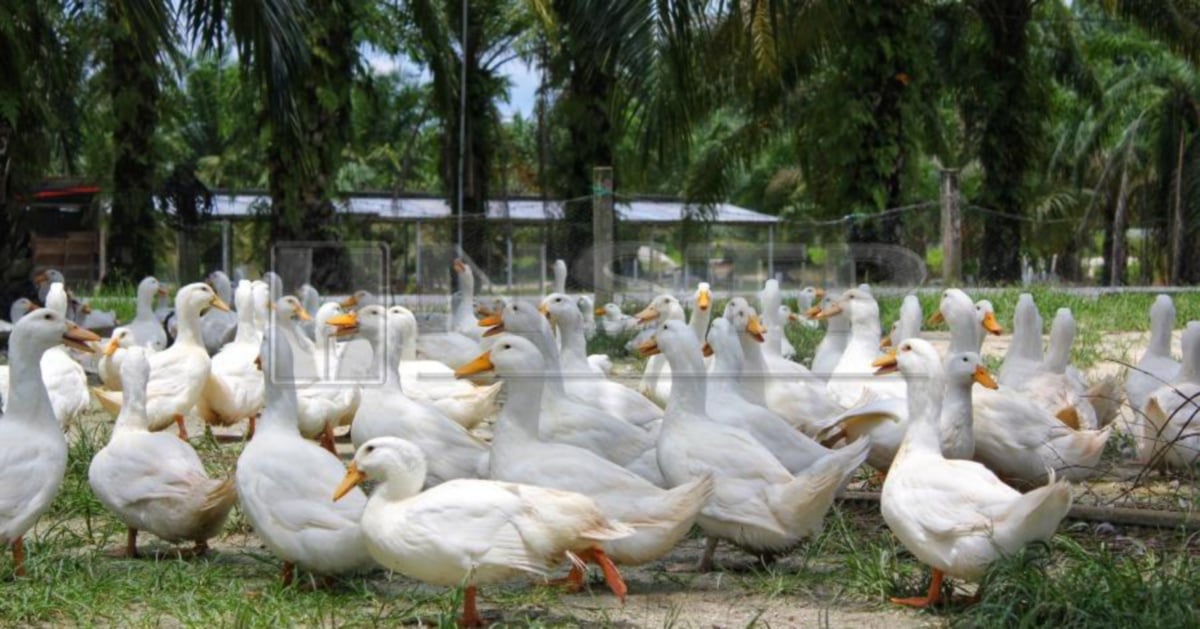 Azwan Zainudin shares 'key' to his success at duck farming | New ...