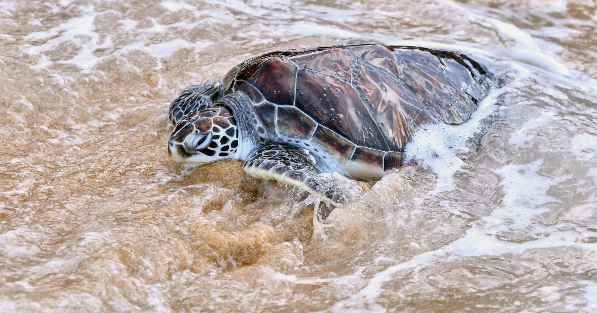 Fisherman stabs to death dozens of sea turtles off Japan island | New ...