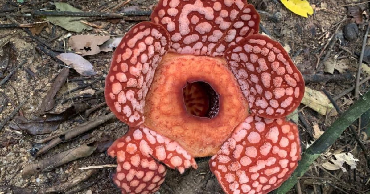 Sweet stench: Authorities make surprise find of rafflesia growing in  Kelantan forests