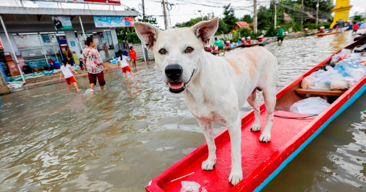 Vietnam dog owner shot dead after thieves kill his pet