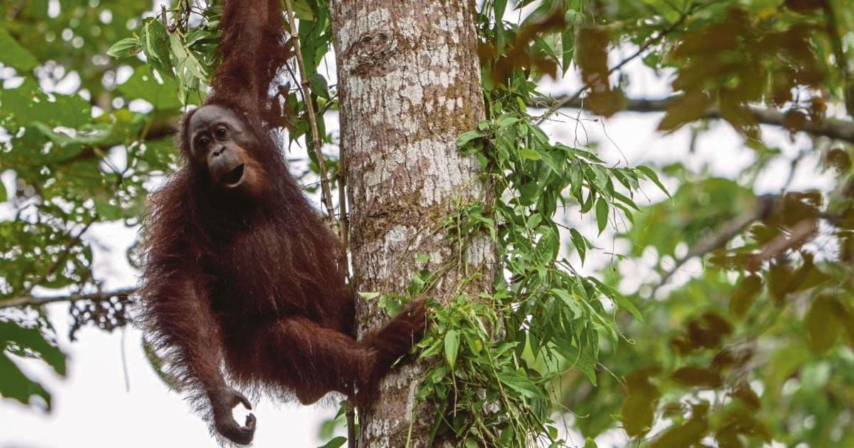 WWF-Malaysia, Sabah Stakeholders Collaborate To Save Endangered ...