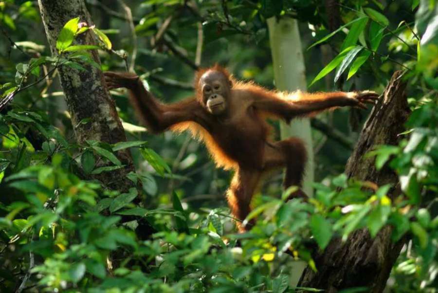 Among the highlights of a visit to Batang Ai National Park is the prospect of encountering a wild orangutan in its natural habitat. - File pic credit (Borneo Adventure)