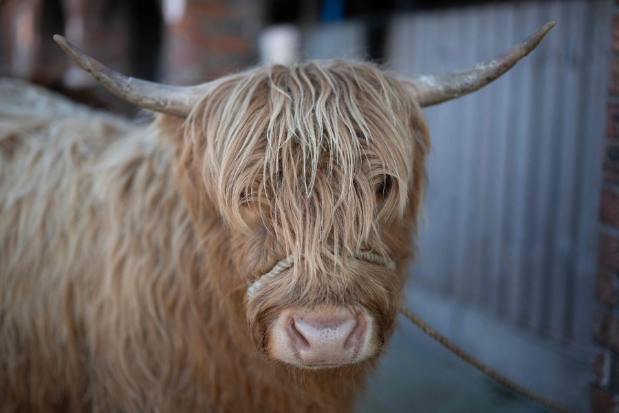 Sponsor A Highland Cow, Dumble Farm