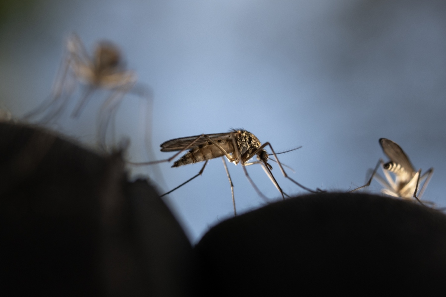 (FILE PHOTO) This photograph shows Mosquitoes trying to sting. Warmer temperatures and presence of stagnant waters creates more habitat for mosquitoes and increase the mosquito bite rate. -AFP/Olivier MORIN