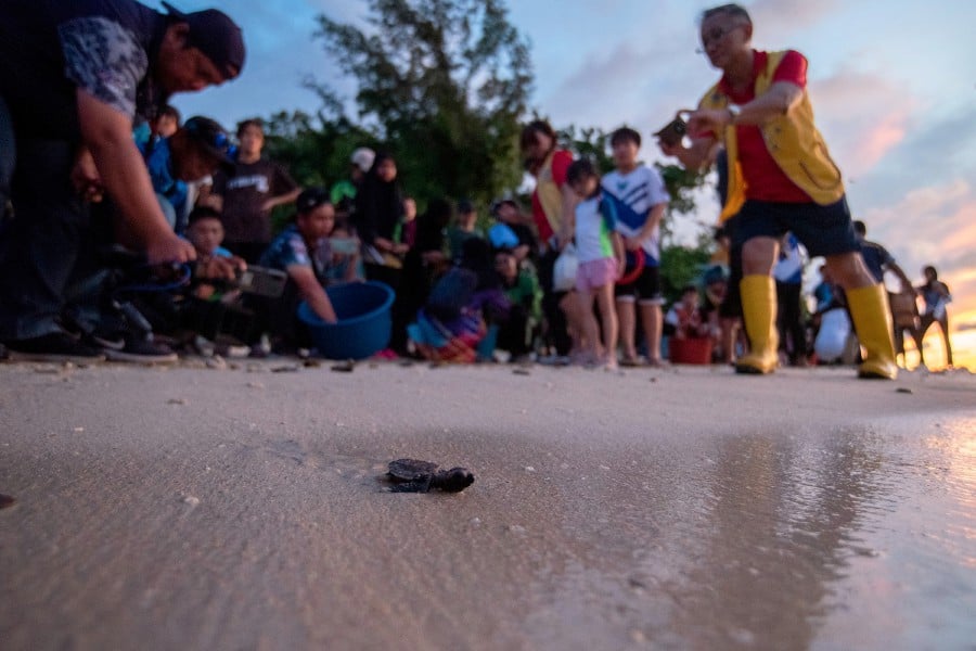 A total of 85 endangered Hawksbill baby turtles were released into the sea on Saturday night, from the Rusukan Besar Island Turtle Conservation Centre. These hatchlings, a part of hundreds of turtle eggs hatched at the centre, had a special send-off orchestrated by 80 volunteers from Labuan International School, SM St Anthony, and SMK Taman Perumahan Bedaun. -BERNAMA PIC