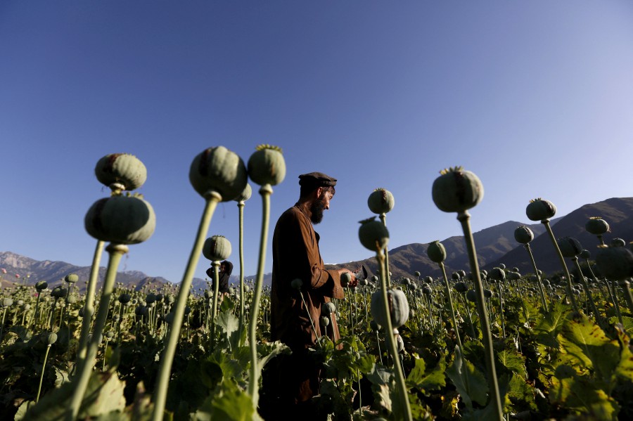 (FILE PHOTO) An Afghan man works on a poppy field in Nangarhar province, Afghanistan. -REUTERS/Parwiz