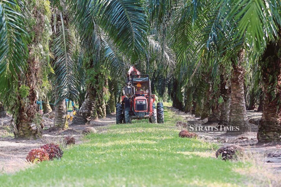 Plantation stakeholders might witness a retreat in crude palm oil (CPO) prices, dipping to the trading range of RM3,800 to RM4,000 per tonne throughout April and May, attributed to the abundant supply of soybeans from the United States flooding the global market.  STR / FAIZ ANUAR