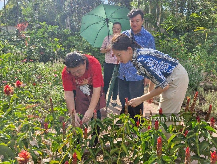 Arborist Su Mon Fung (left) spends at least four hours under the sun tending to the herb garden of a resort. -NSTP/OLIVIA MIWIL