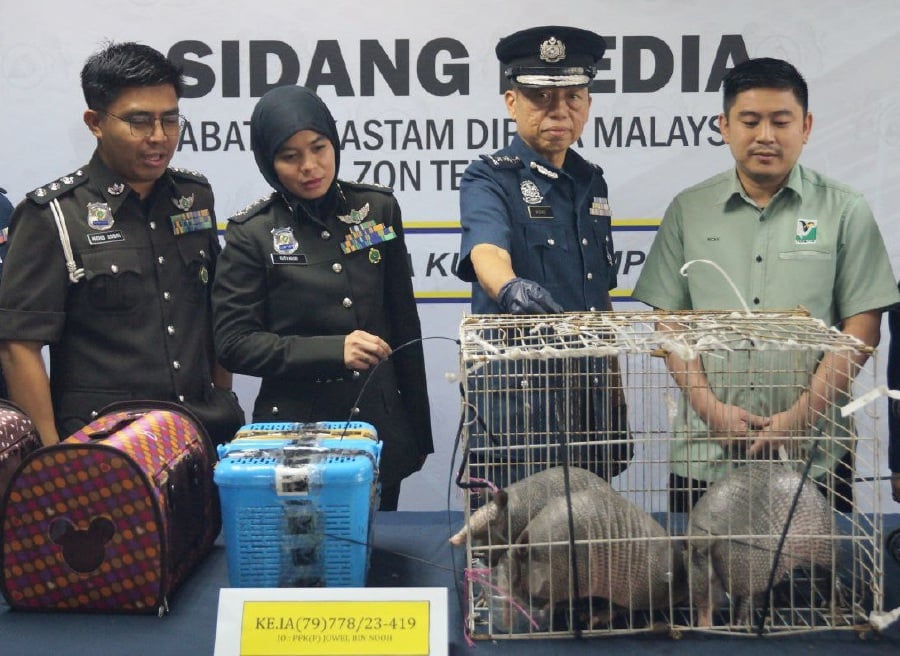 The Customs Department thwarted an attempt by an Indian national to smuggle three pangolins at Kuala Lumpur International Airport 2. -PIC COURTESY OF CUSTOMS DEPARTMENT CENTRAL ZONE