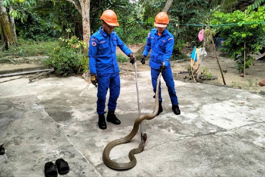 A resident of Kampung Keledang was startled to discover a venomous king cobra ‘resting’ inside a clothes rack. -PIC COURTESY OF APM