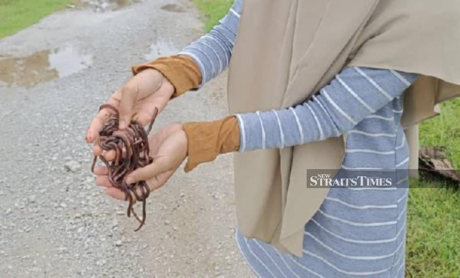 Sakinah Zamri, 26, said dozens of worms were covering her house’s yard as she cleaned the area the day before yesterday. -NSTP/AHMAD RABIUL ZULKIFLI