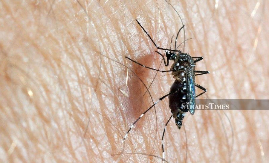 The number of dengue cases rose to 3,969 in the 5th epidemiological week of Jan 28 to Feb 3, compared to 3,781 cases the previous week. -FILE PIC
