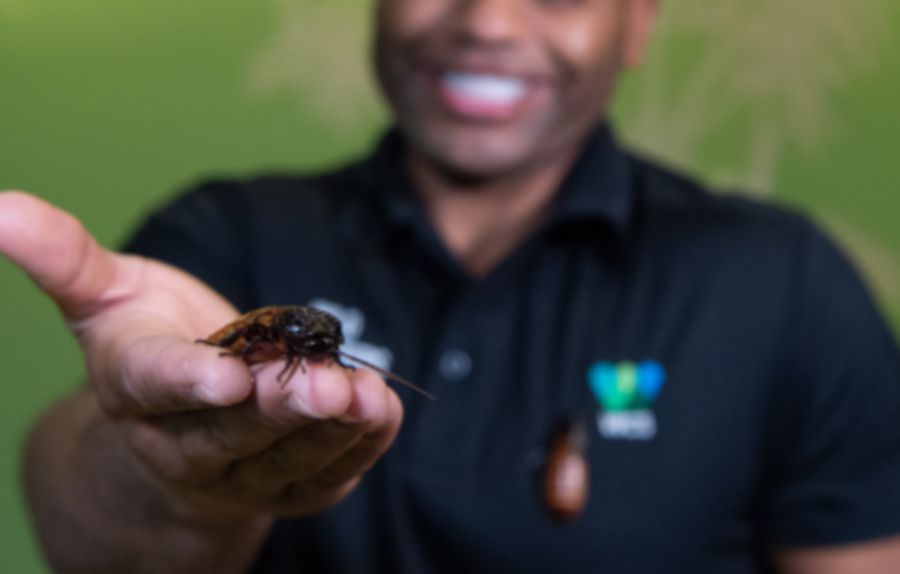 For just US$15, anyone can name a Bronx Zoo-based Madagascar hissing cockroach as a Valentine's Day expression of love or... hate. -PIC CREDIT: BRONXZOO