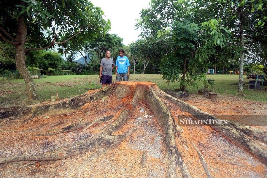 Residents are outraged by the felling of trees in Taman Kaya, Ipoh. -NSTP/L. MANIMARAN