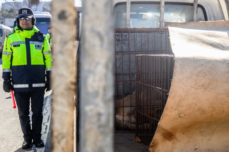 (FILE PHOTO) A policeman stands guard next to a truck containing caged dogs during a protest by dog farmers against the government’s move to ban dog meat consumption, in Seoul. South Korea’s parliament on Tuesday passed a bill banning breeding, slaughtering and selling dogs for their meat. -AFP/Anthony WALLACE