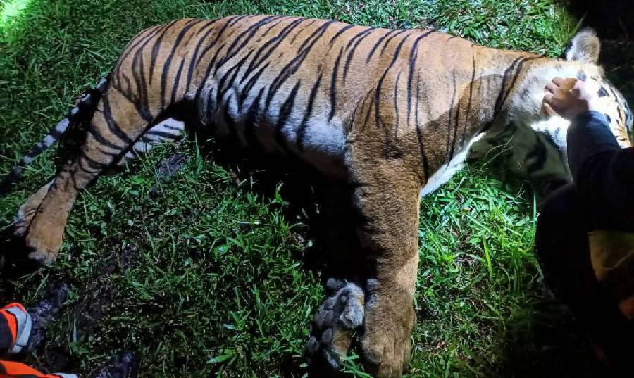 A Malayan tiger was discovered lying dead in the middle of the highway barrier ear the Gua Tempurung rest area on the North-South Expressway (PLUS) in Gopeng. -PIC COURTESY OF PERHILITAN