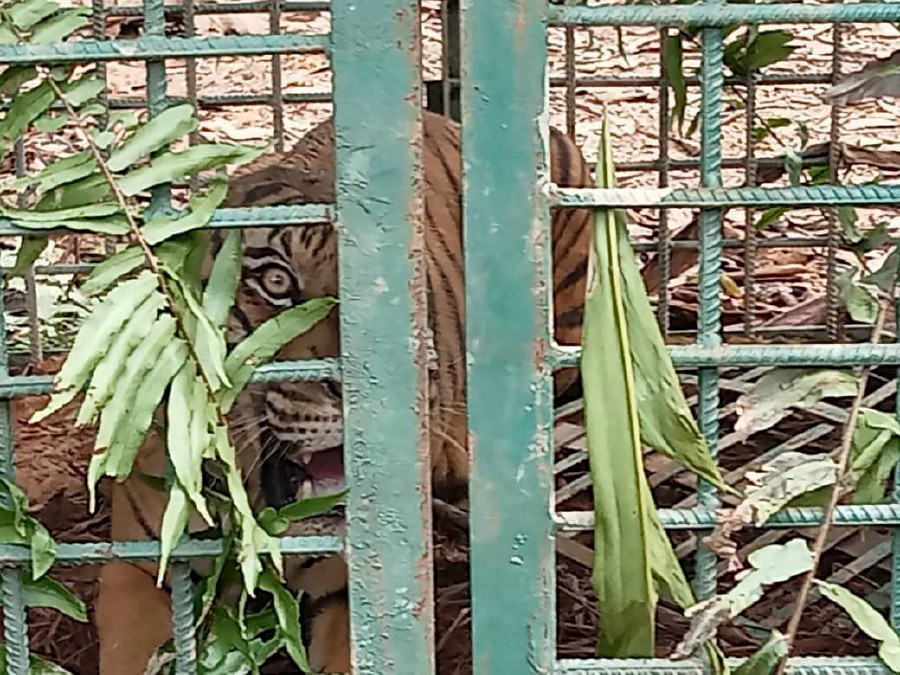Apek Bihai, a Malayan tiger, was captured near Kampung Hak, Pos Bihai, Gua Musang, Kelantan. -PIC COURTESY OF KELANTAN WILDLIFE AND NATIONAL PARKS DEPARTMENT