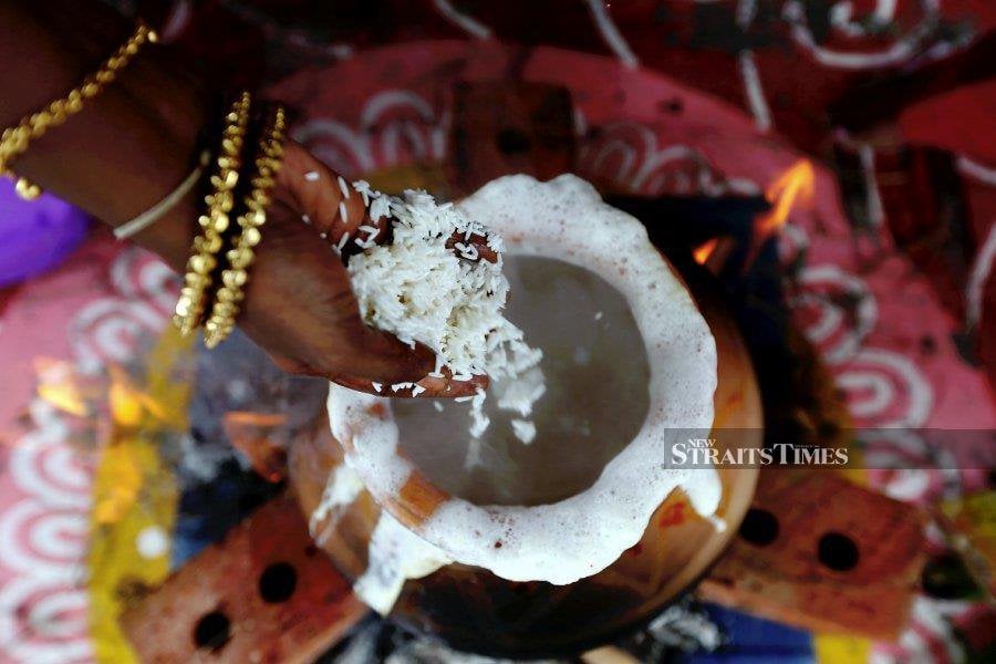 A cherished tradition, the festival involves the preparation of the iconic sweet rice dish, Pongal, cooked in a traditional clay pot, symbolising gratitude to the Sun God (Surya Bhagavan) for a bountiful harvest. -NSTP FILE