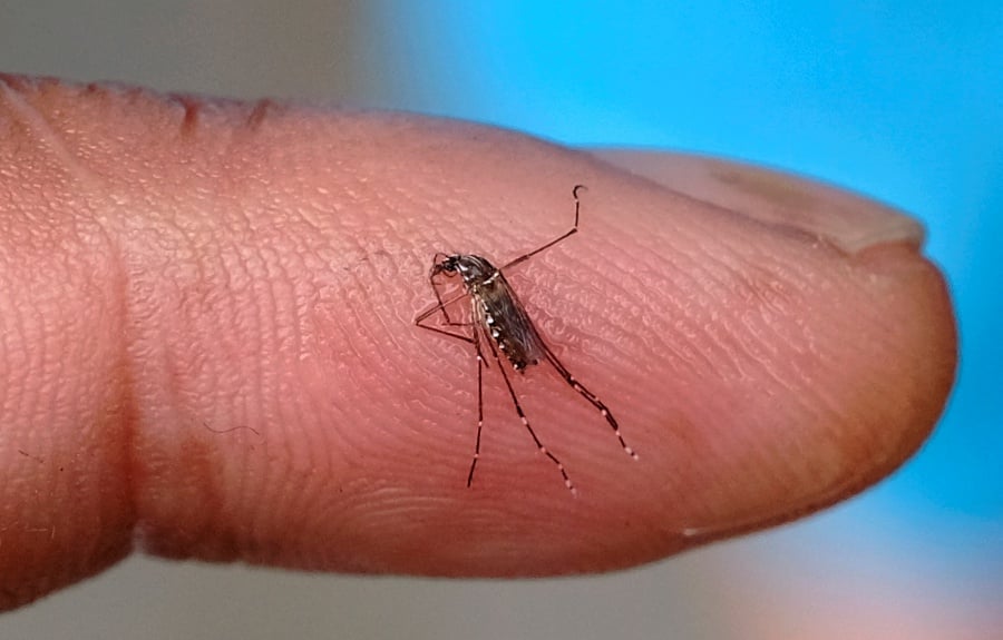 (FILE PHOTO) Aedes mosquito. -BERNAMA PIC