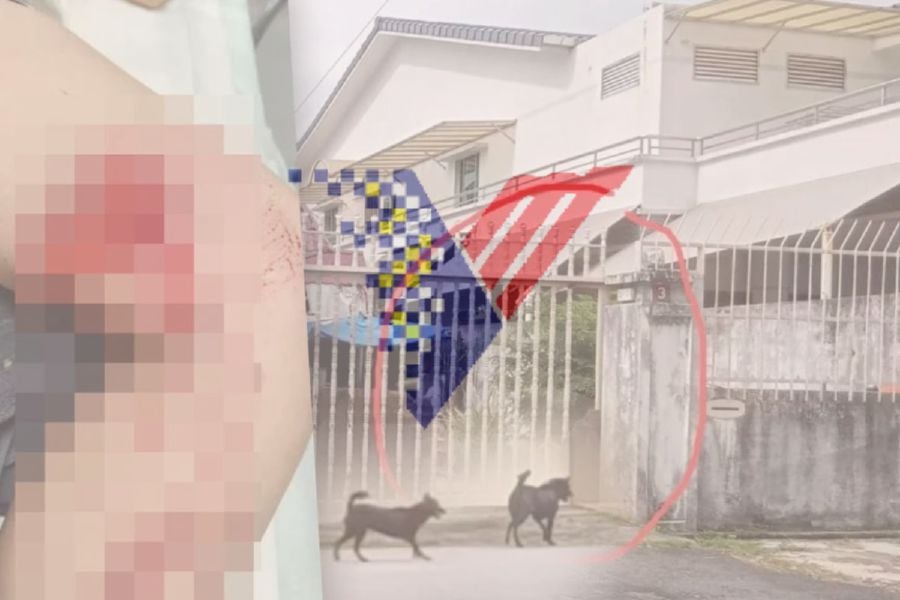 Three dogs involved in an attack on a woman in Medan Terengganu are currently quarantined and put under observation for 14 days by Penang Veterinary Services Department. -PIC COURTESY OF READER