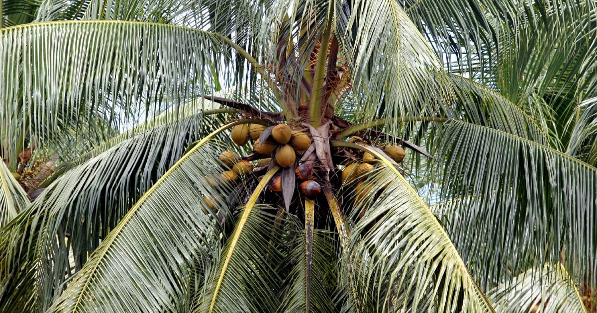 Imam dies in freak accident after coconut lands on his head | New ...