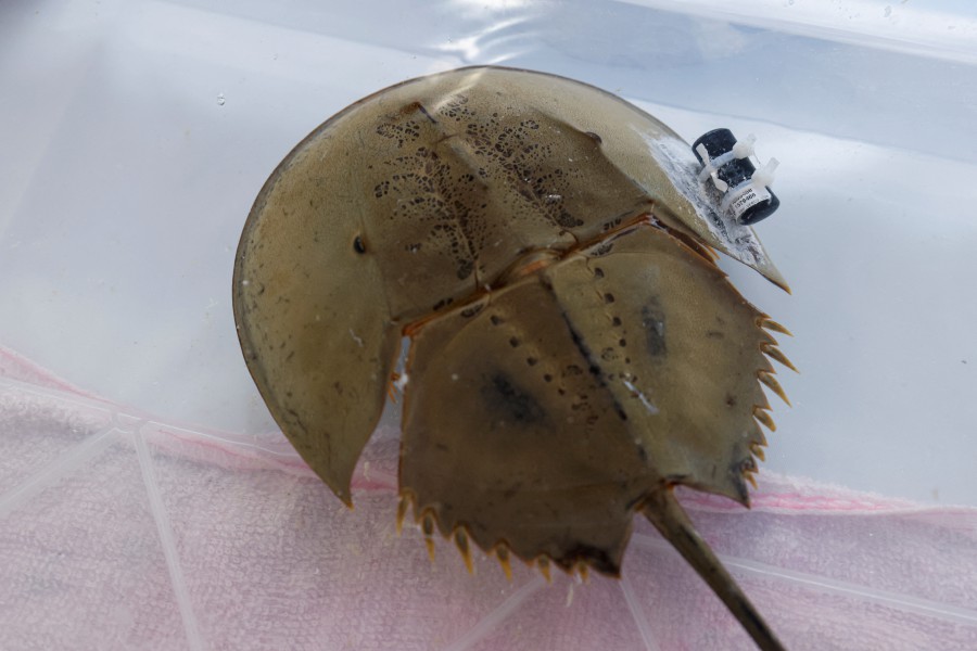 A tagged adult horseshoe crab is seen before its release into Tung Chung Bay, marking the initiation of the first underwater automated acoustic telemetry system for a pilot tracking study of endangered horseshoe crabs, in Hong Kong, China. -REUTERS/Tyrone Siu