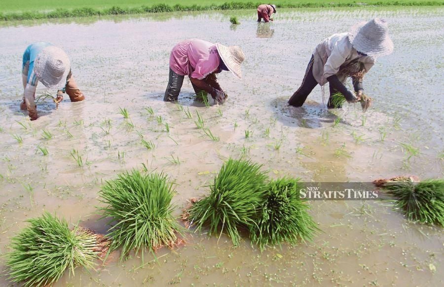 (FILE PHOTO) The 2022 Auditor General's Report found that almost a quarter of 77,275 rice farmers have an average income below RM600 per month. -NSTP FILE/SHARUL HAFIZ ZAM