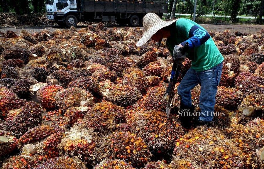 Producing high oil yield is one aspect of the palm oil success story. - NSTP/ADI SAFRI