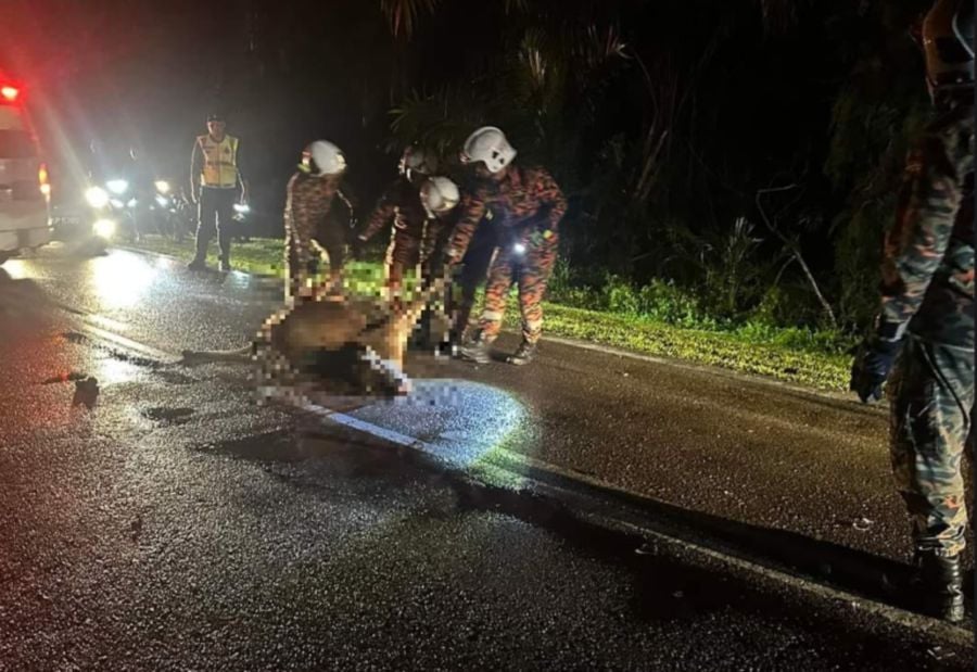Three-vehicle collision at Jalan Inas in Bandar Tenggara, Kota Tinggi was due to a cow sleeping on the road. -PIC COURTESY OF FIRE AND RESCUE DEPT