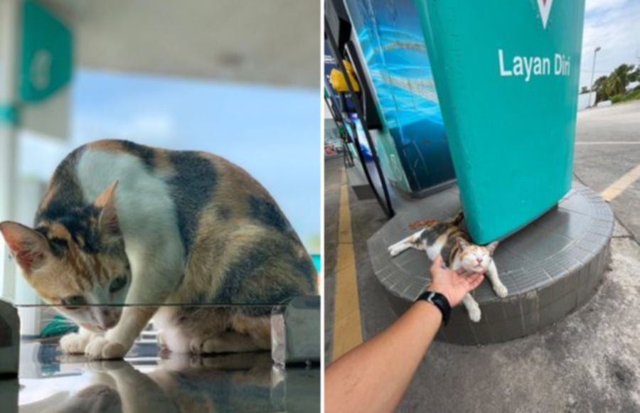 A resident cat at a petrol station has now been chosen as the ambassador of the ‘Setel’ fuel payment app by Petronas Dagangan Bhd. -PIC CREDIT: X/SETEL
