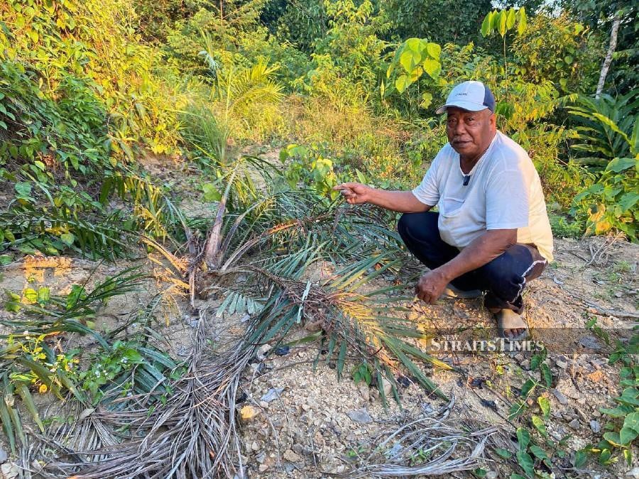 Manshor Mahmood, 70, expressed disappointment after losing RM35,000 after 350 of his oil palm trees were destroyed, with only one more year until harvest. -NSTP/HAZIRA AHMAD ZAIDI