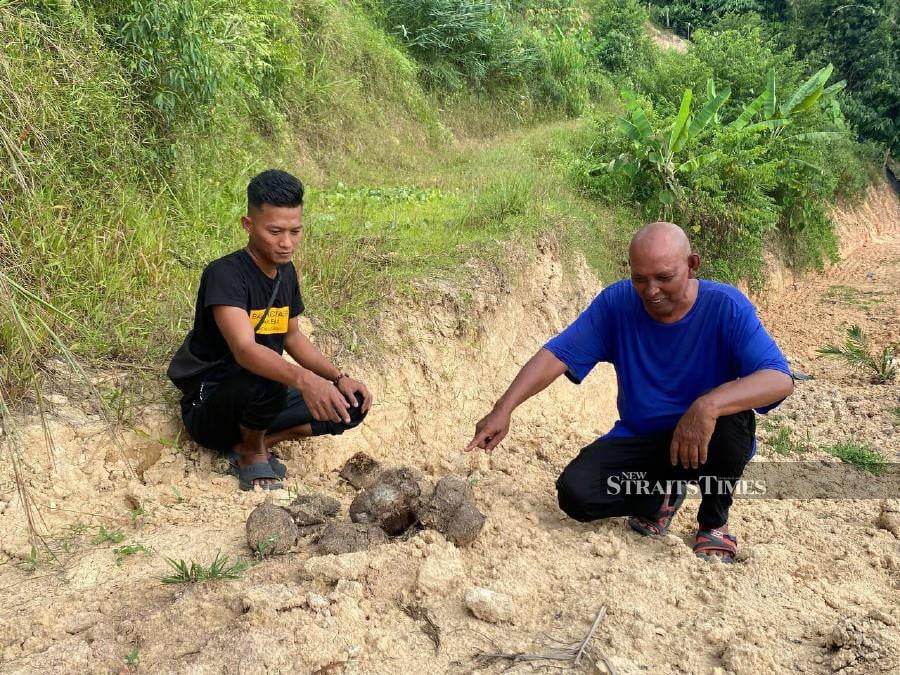 Some 200 farmers in Kampung Sungai Rek are in distress as wild elephants have been destroying and consuming their crops since last week. -NSTP/HAZIRA AHMAD ZAIDI