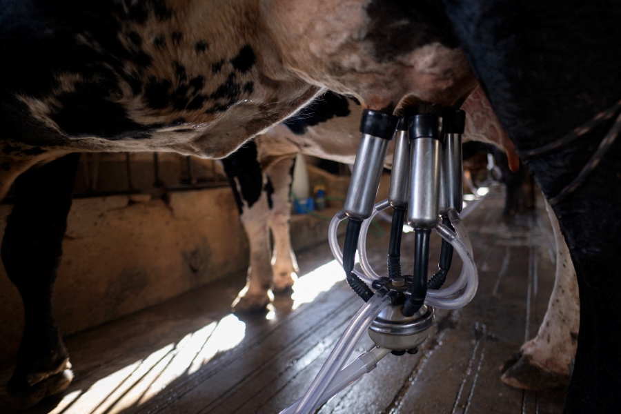 A cow is mechanically milked at a milk production farm. -AFP/Douglas Magno