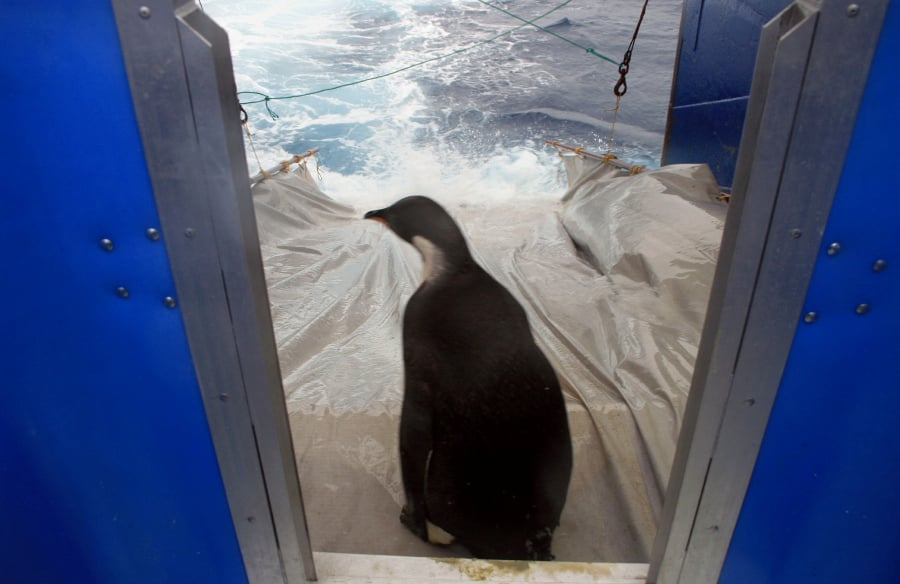 (FILE PHOTO) An emperor penguin nicknamed "Happy Feet". -AFP/WELLINGTON ZOO