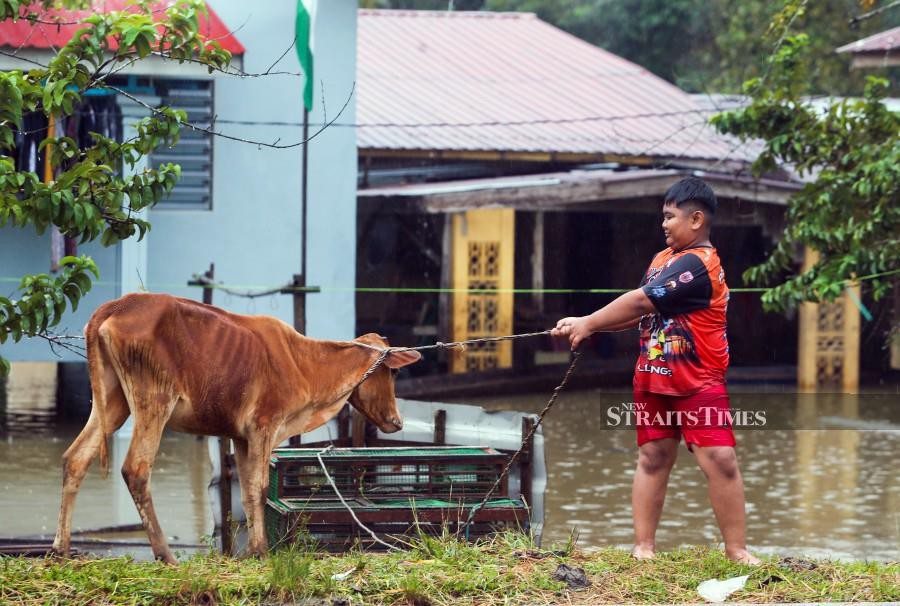 Mohd Hafiz Danial Mohd Zakaria, 14, helps his father relocate their cattle to higher ground after the cow shed was flooded to a depth of 1.5 metres in Kampung Tersang in Rantau Panjang due to prolonged rain. -NSTP/NIK ABDULLAH NIK OMAR