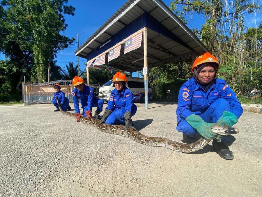 Kelantan APM catches massive 100kg python