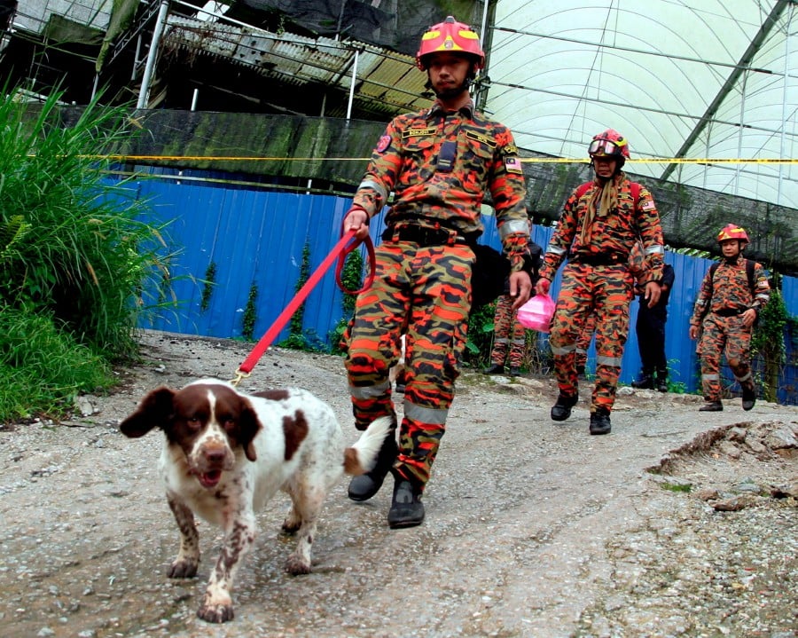 Two tracker dogs (K9) belonging to fire department were also mobilised to assist in the operation which focused on the central sector of the landslide near the location where two bodies of the victims were found. -BERNAMA PIC
