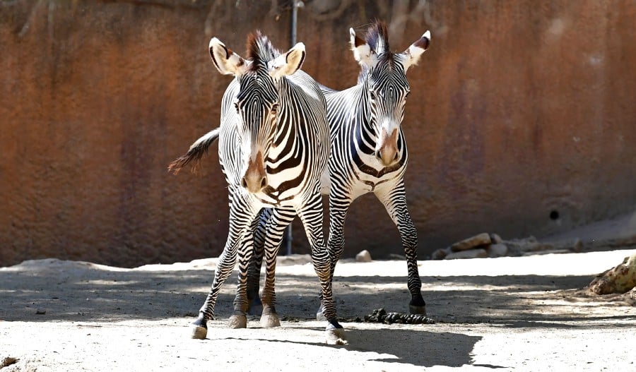  For nearly two months, a pair of zebras have been on the run near the US capital Washington, successfully evading attempts to catch them. - AFP FILE PIC, for illustration purposes only 