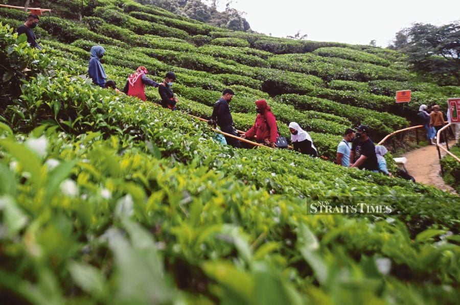 Cameron Highlands is renowned for its tea plantations and picturesque landscapes. -NSTP FILE/SHARUL HAFIZ ZAM