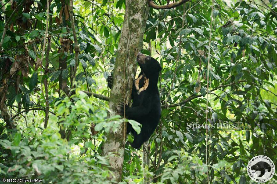 The virtual tour lets guests see how the sun bear climbs trees with its strong claws.