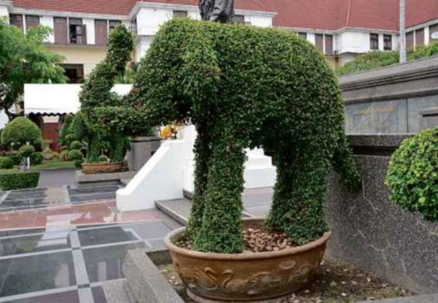(File pix) A topiary is a plant which has been shaped in a particular way to enhance the landscape.