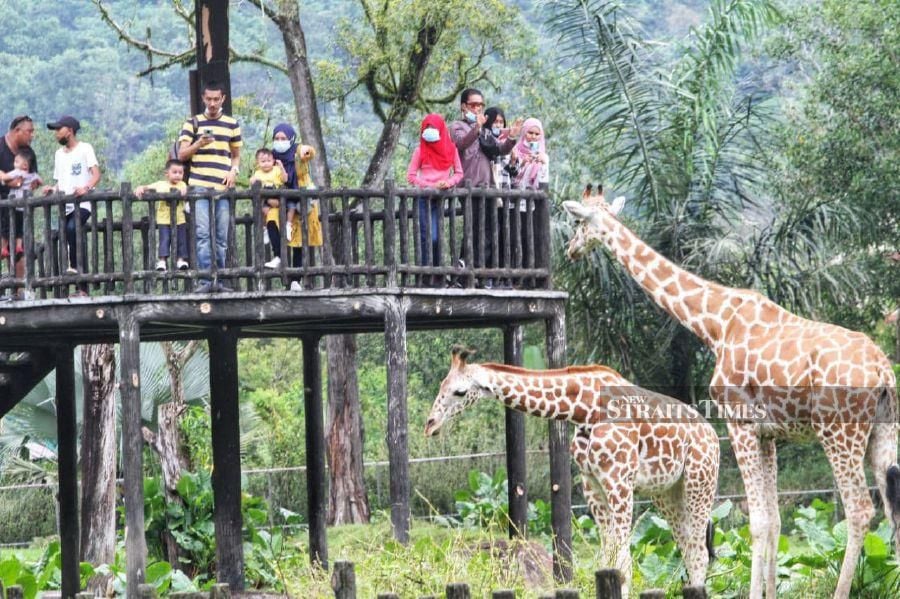 Zoo Negara Has Only Three Months Worth Of Emergency Funds Left